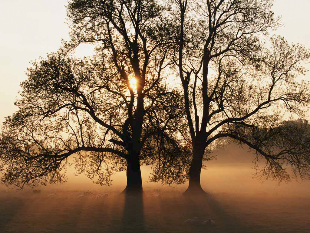 Tree in mist