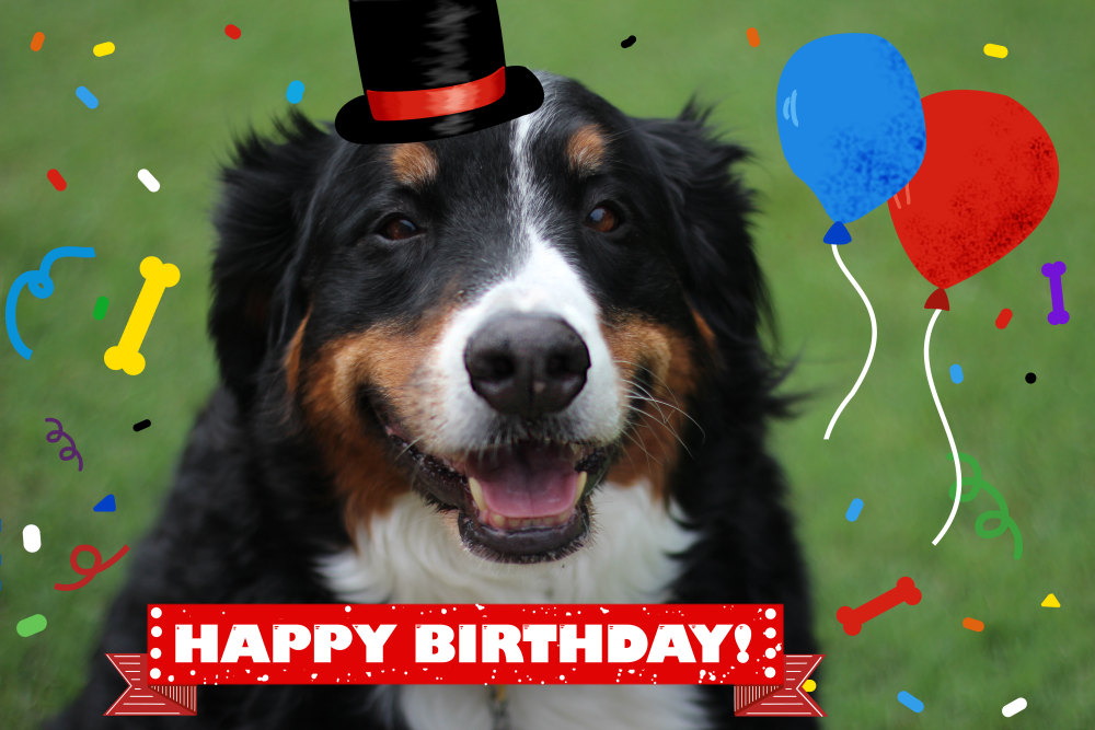 Berner Sennen dog says Happy Birthday