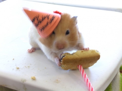 Happy Birthday Hamster