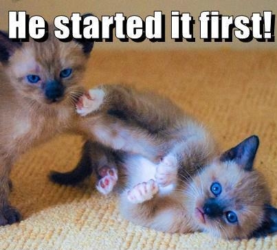 Which kitten started first