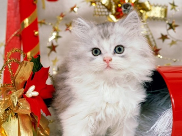 Christmas Cat 600x450