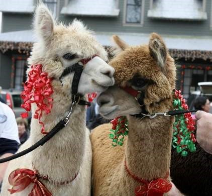 Christmas Lamas