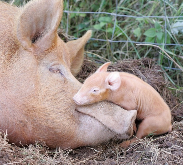 Baby pig with mama pig