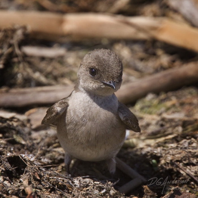 Baby swallow