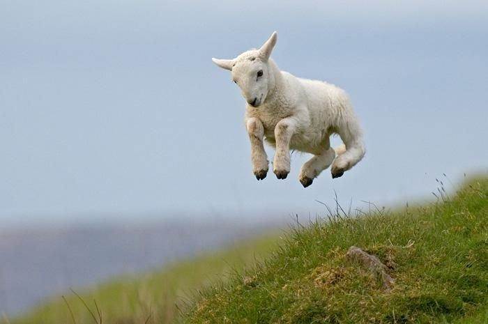 Frolicking Lamb