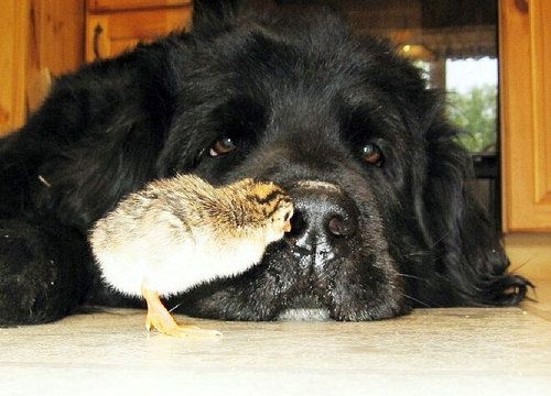 Chicken pecking black dogs nose