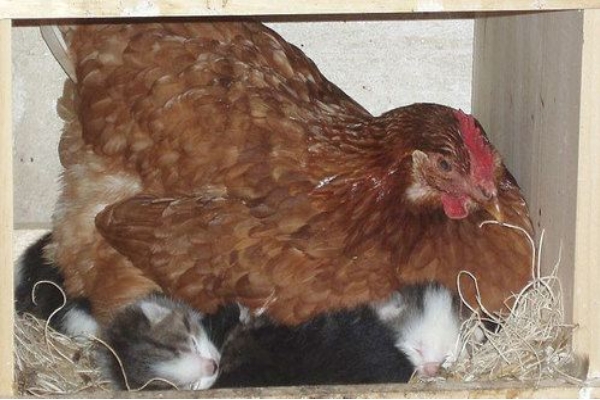 Hen breeding on kittens