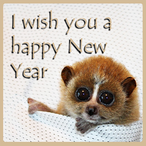 Bush Baby   I wish you a Happy New Year