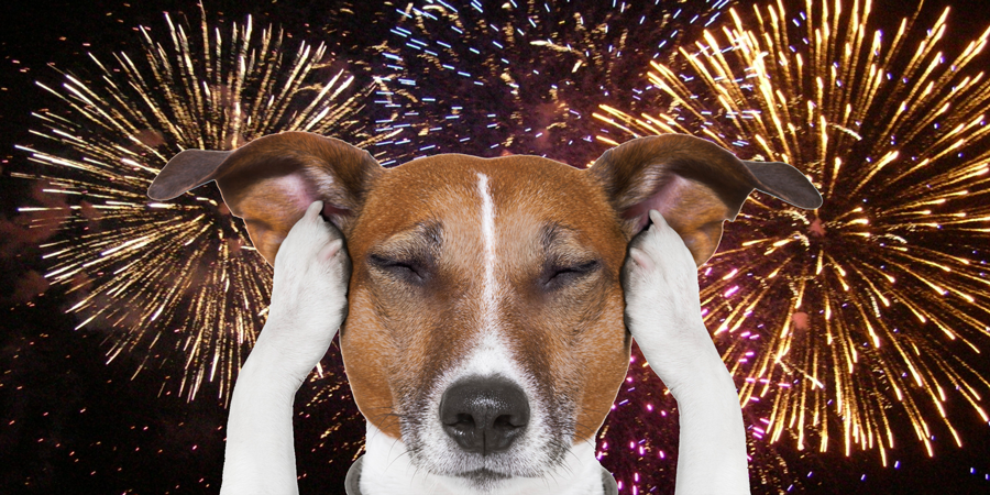 Dog holds paws against ears because of fireworks