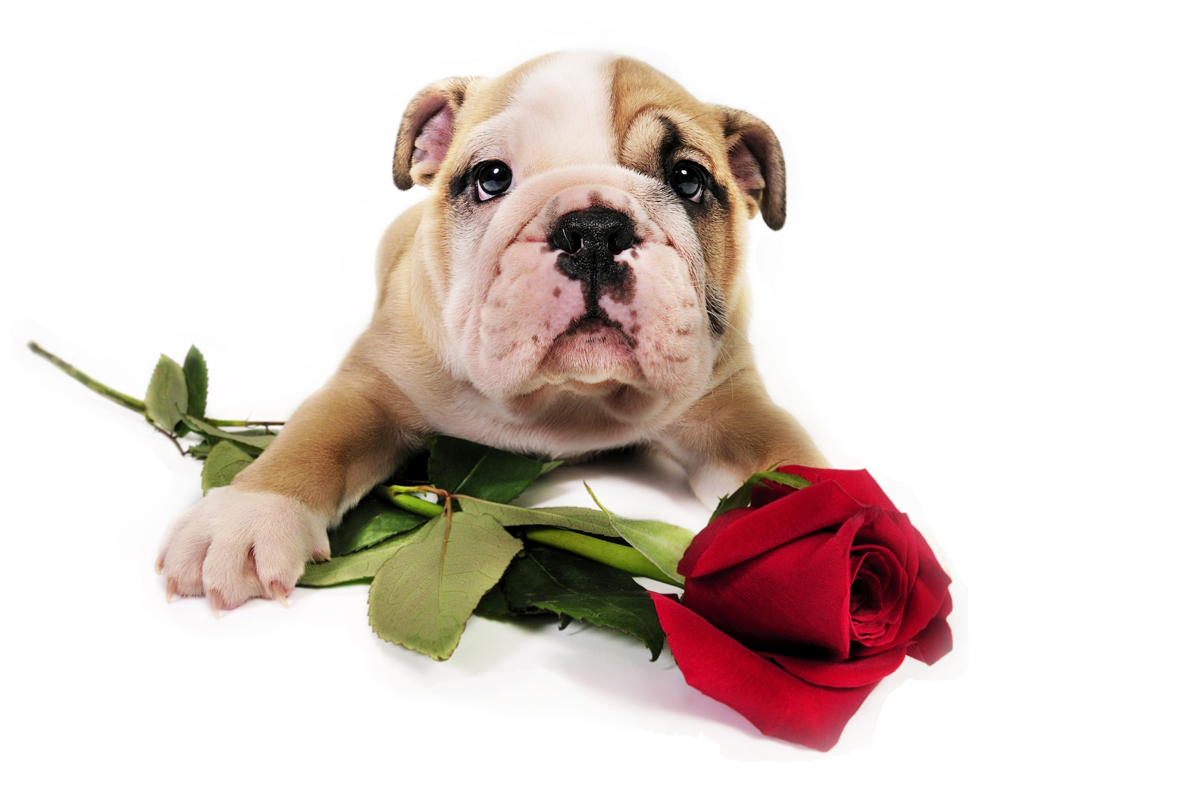 Valentine Puppy withrose